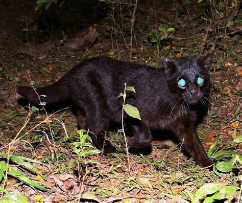 Gato Do Mato Pr Carn Voros