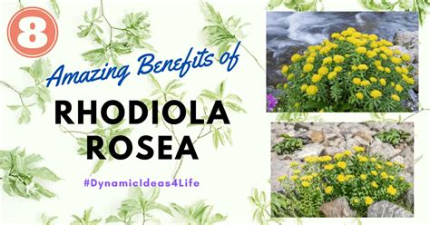 The 8 Most Incredible Health Benefits Of Rhodiola Rosea 🍎