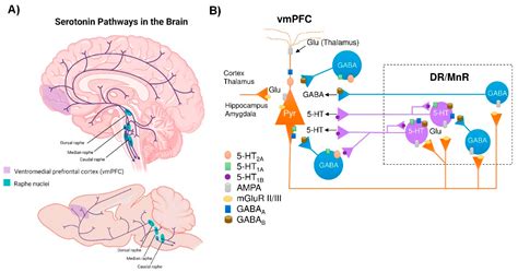 Biomedicines Free Full Text The Role Of Synuclein In The