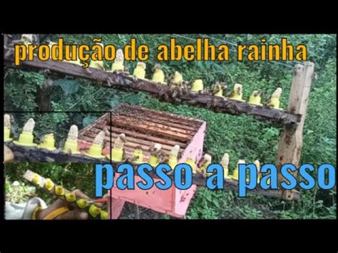 Produ O De Abelha Rainha Por Enxertia Youtube