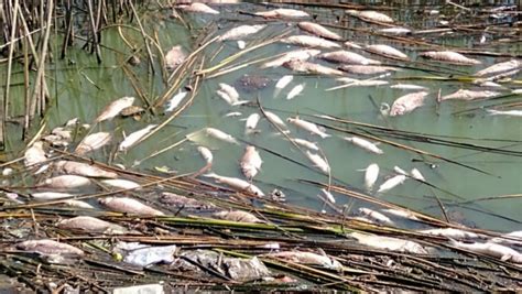 Confirman Que La Mortandad De Peces En La Laguna Fue Por La Ola De