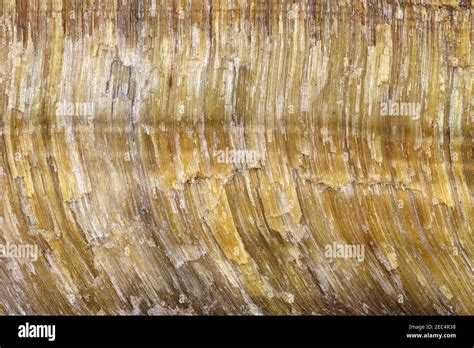 tiger eye from South Africa for background use Stock Photo - Alamy