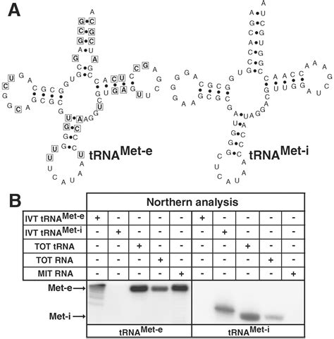 Eukaryotic Type Elongator TRNAMet Of Trypanosoma Brucei Becomes