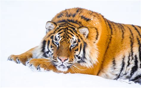 Siberian tiger on snow stock image. Image of animal - 157069929