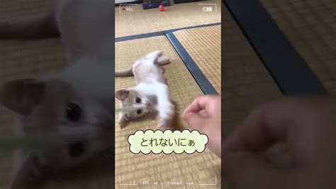 【猫好き】来たばかりのミルク猫じゃらし大好き♥shorts Cat かわいい猫 ミルク 猫 動物（犬・猫 他色々）【まとめ動画】