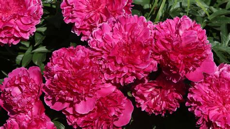 What Is The Best Time Of Year To Plant Peonies