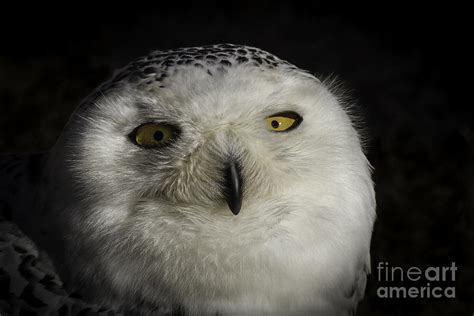 Snowy Owl Portrait 3 Photograph By Mitch Shindelbower Fine Art America