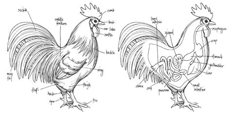 Rooster Internal Anatomy