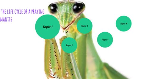 the life cycle of a praying mantis by kyan brooks on Prezi