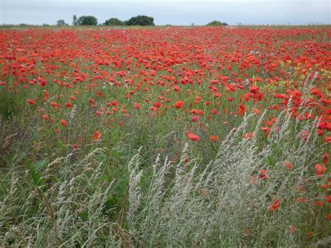 Pelouse Coquelicots La Nature Photo Gratuite Sur Pixabay Pixabay