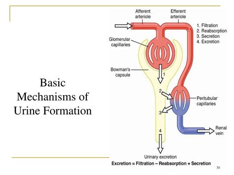 Ppt Urine Formation By The Kidneys I Glomerular Filtration Renal