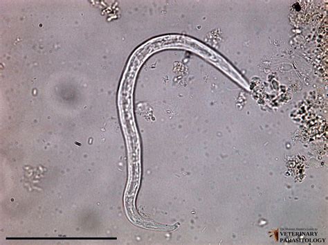 Aelurostrongylus Sp Roundworm Monster Hunters Guide To Veterinary Parasitology