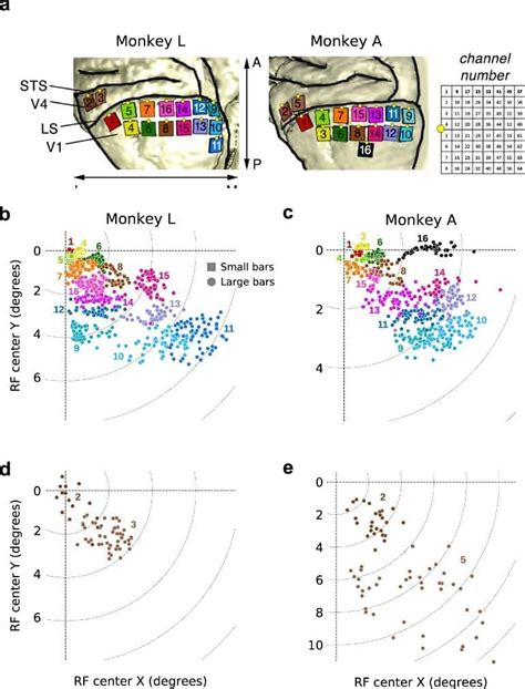 Open Access Dataset Of Macaque Brain Published