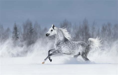 [100+] Arabian Horse Pictures | Wallpapers.com