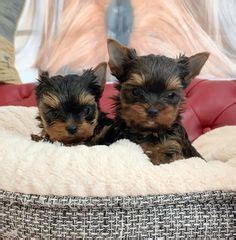 3 Comfort Teacup Yorkies For Adoption Ideas In 2024 Teacup Yorkie