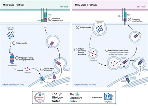 Mhc Molecules Definition Properties Class Types Pathways