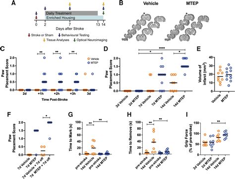 Researchers Restore Lost Brain Function After Stroke In Mouse Models