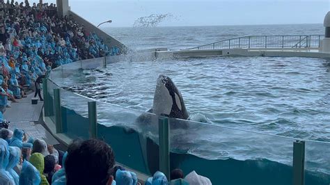 killer whale  cute lets     killer whale show