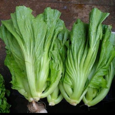 Jual Sawi Hijau Pahit Fresh Segar Di Lapak Sayur Segar Depok Bukalapak