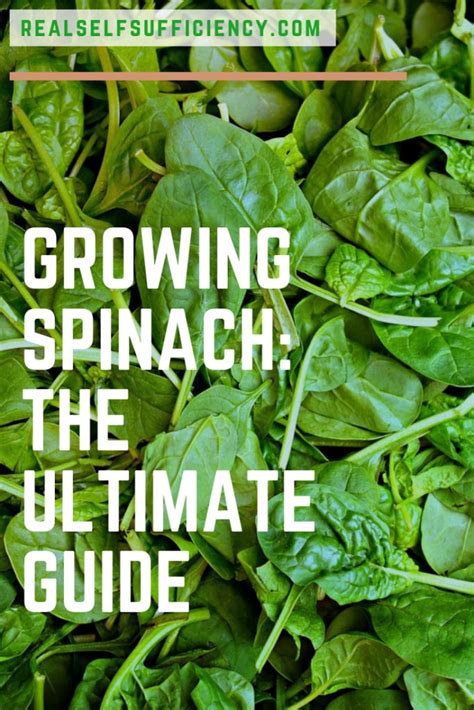 Growing Spinach The Ultimate Guide To Planting Growing And