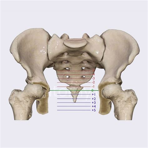 Stations at birth (fetal stations) | Anatomy.app