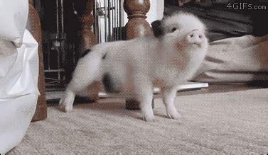 Amazing Creatures: Funny animal gifs - part 220 (10 gifs)