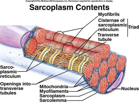 Skeletal Muscle Fiber Anatomy