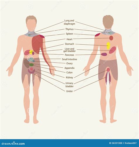 Liver Pain Location Diagram