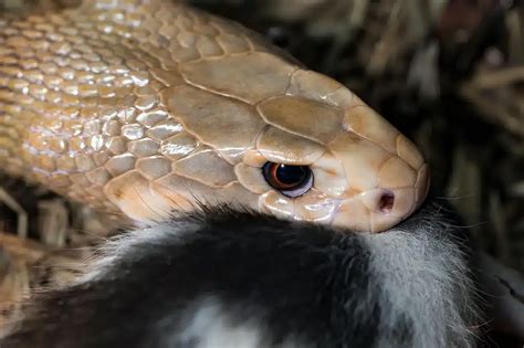 Golden Tree Snake Eating Tokay Gecko Thailand Snakes