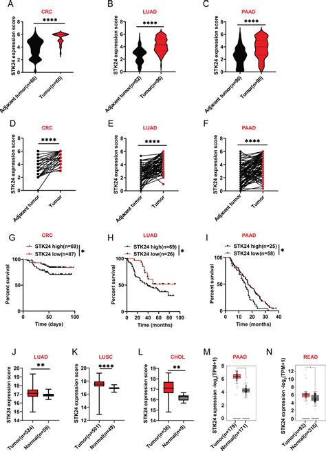 Protein Kinase STK24 Promotes Tumor Immune Evasion Via The AKTPDL1