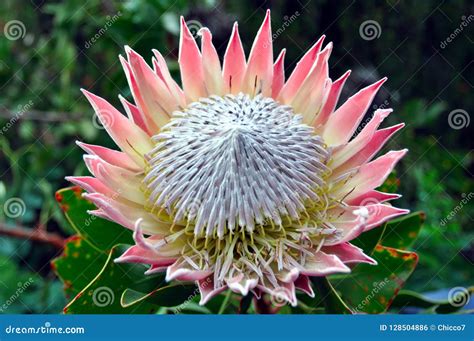 King Protea, South Africa`s National Flower Stock Photo | CartoonDealer ...