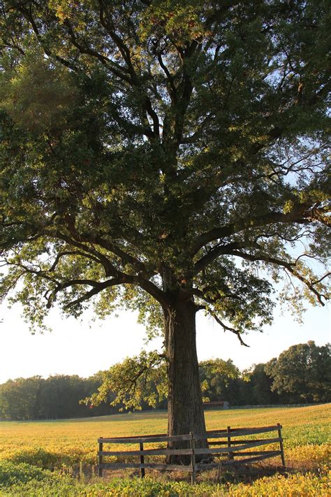 farm tree country  photo  pixabay pixabay