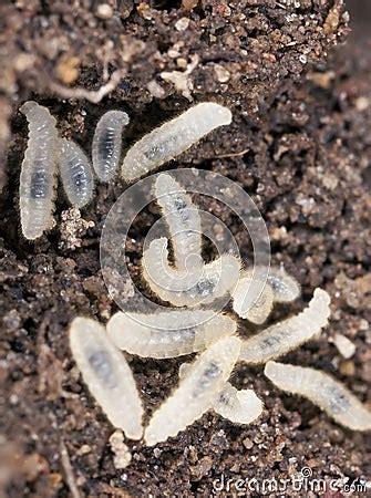 Ant Larva, Extreme Close Up Stock Image - Image: 19579701