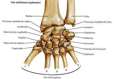 Anatomie Et Pathologie Du Membre Sup Rieur Mon Bloc Op Ratoire