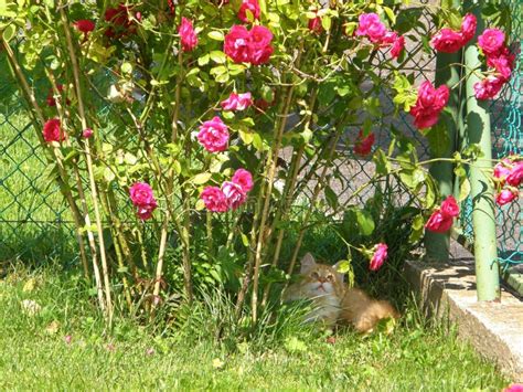 A Red Cat Lies On A Green Lawn Next To Flowers Stock Image Image Of