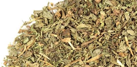 stevia herb papa jims botanica