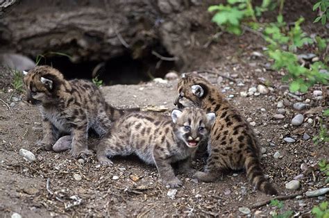 Mountain Lion Cubs Catamount Behaviour Alert Photo Background And ...