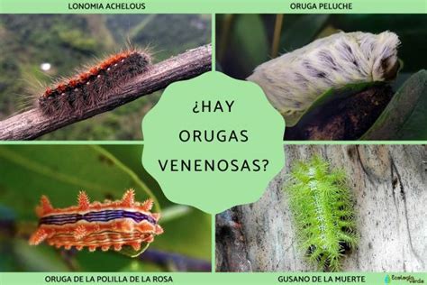 Hay Orugas Venenosas Desc Brelas