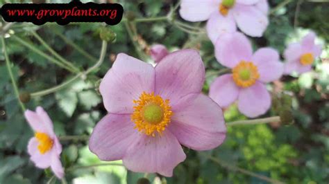 Japanese Anemone How To Grow Care