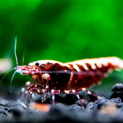 Caridina Shrimp - Lucky Aquatics