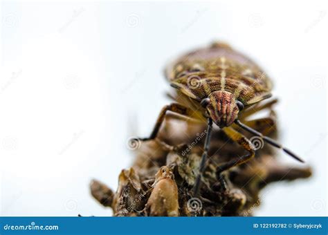 Nymph of the Hemiptera. Krempna, Poland. Stock Photo - Image of gory ...