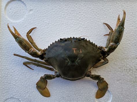 Expert warns crab farmers against ‘fake’ king crablets - SEAFDEC/AQD