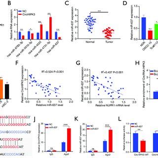 The Expression Of Circhipk In Normal And Cancerous Tissues Of Oscc