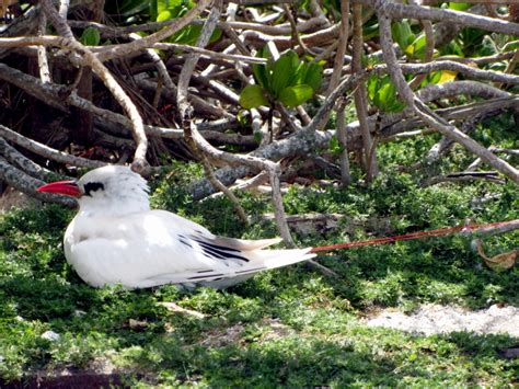 Red-tailed Tropicbird – "OCEAN TREASURES" Memorial Library