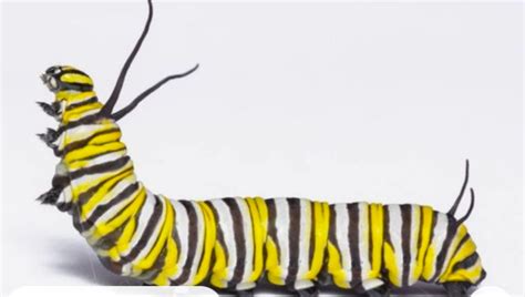 What Type Of Caterpillars Turn Into Butterflies Eathappyproject