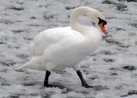 Smithsonian Insider – Mute swan | Smithsonian Insider