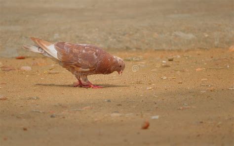 Brown colors pigeons birds stock photo. Image of feeding - 123551812