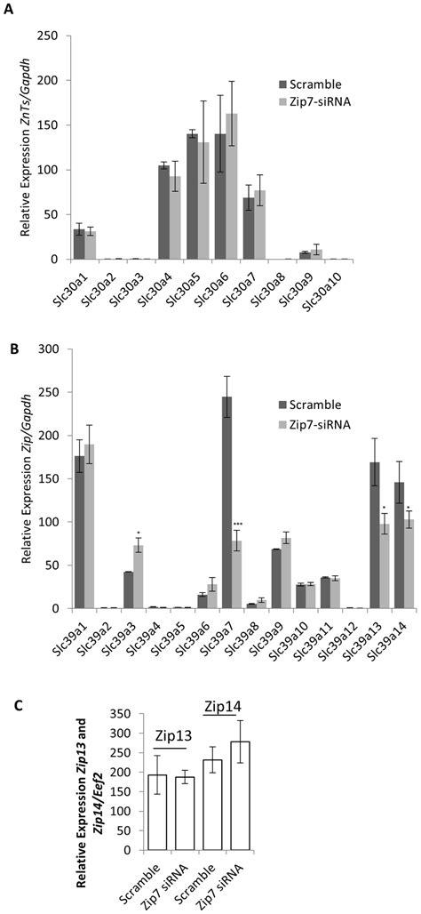 Reduced Zip7 Expression Has Minimal Influence On The Expression Of Download Scientific Diagram