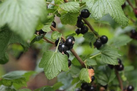 Frutas De Grosella Negra En Una Rama De Arbusto Foto De Archivo