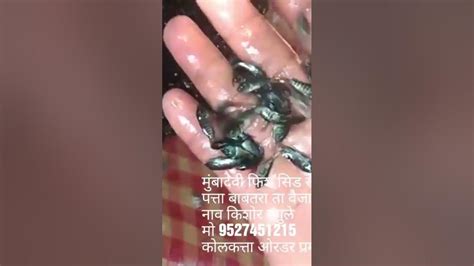 🐠🐠शेततळ्यातील मासे खरेदी व विक्री केली जाईल तसेच गोड पाण्यातील जलद